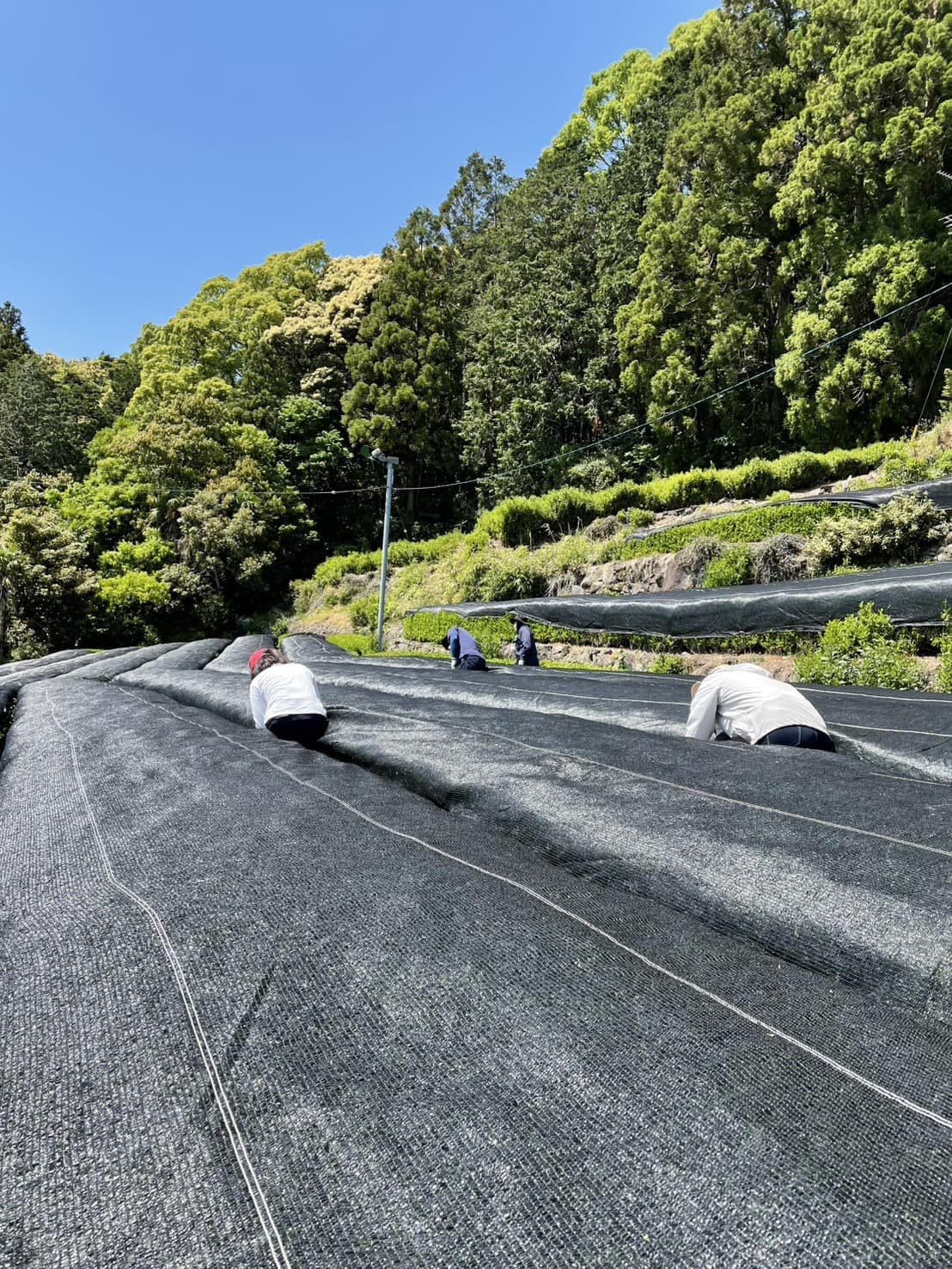 バロンスクリーン