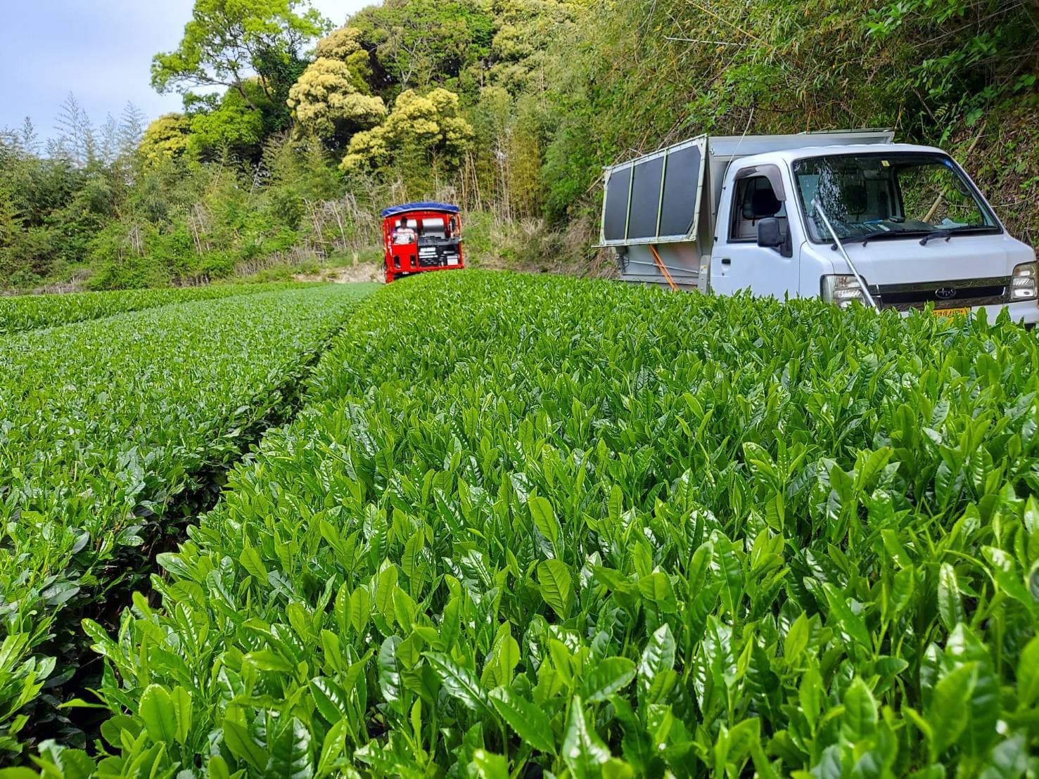 生葉の移し替え