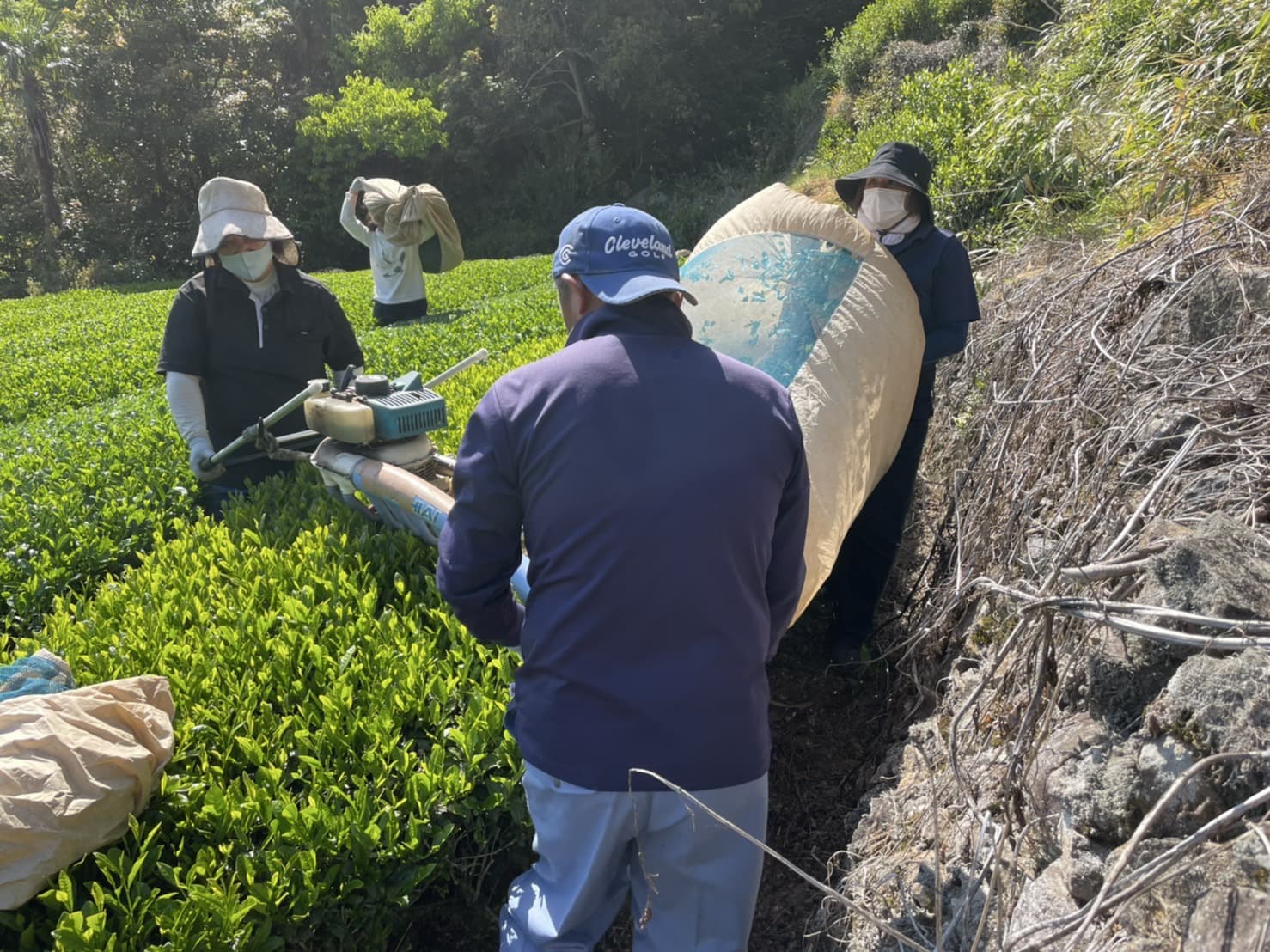 生葉の移し替え