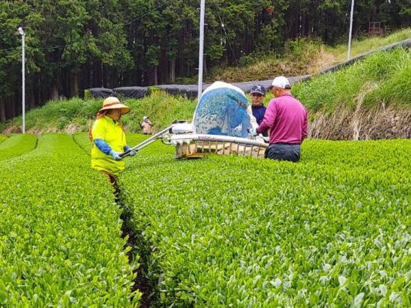 生葉の移し替え